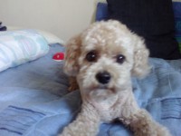 /album/mi-hogar/img-20160121-185136-jpg/